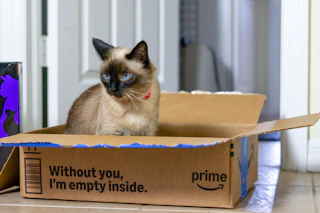 amazon pet day