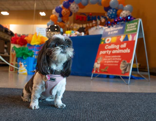 a dog at the petsmart birthday bash 